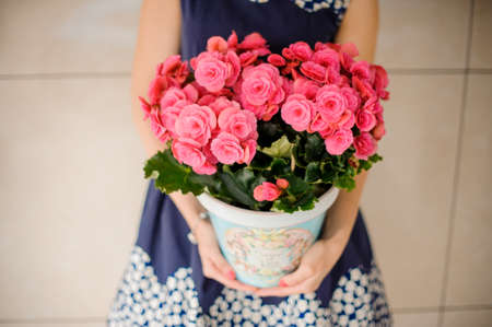 Beautiful blue pot of lovely bright pink flowers in florist hands no face close upの写真素材