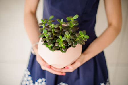 Woman in blue dress is holding a pot with a green house flower on the bright backgroundの写真素材