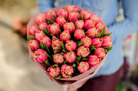 Woman in a blue shirt is holding a beautiful and elegant bouquet of pink tulipsの写真素材