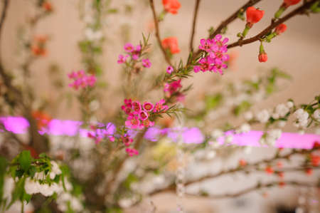 Beautiful flower composition of tiny and cute little pink flowers on the bright and blurred backgroundの写真素材