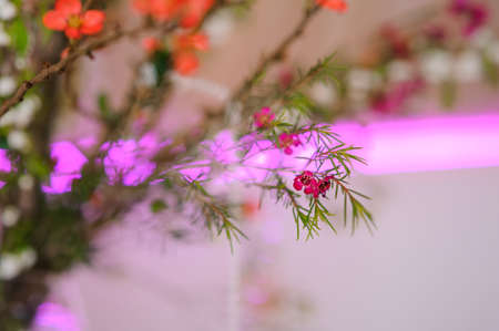 Pretty and tiny red and pink flowers with green leafs on the blurred bright backgroundの写真素材
