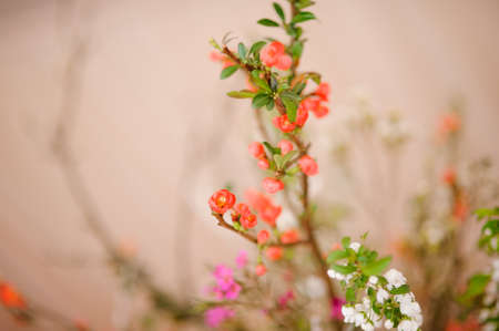 Tiny and beautiful red, white and pink flowers with green leafs on the blurred backgroundの写真素材