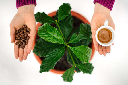 Woman hands holding a cup of coffee and coffee beans near the pot with green flower on the white backgroundの写真素材