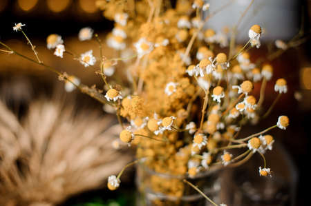 Beautiful flower composition of tiny and cute dried camomile flowers on the bright and blurred backgroundの写真素材