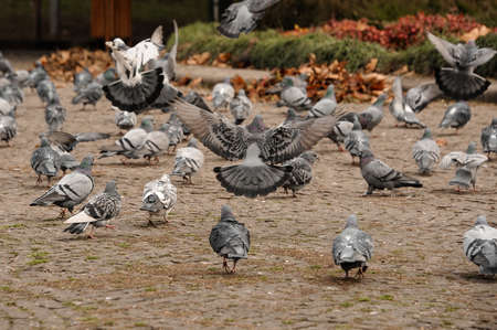 Autumn square full of the group of many grey street pigeons walking and flying over the pavementの写真素材