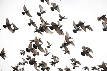 Large group of many street grey pigeons flying together in the grey sky. Bottom viewの写真素材