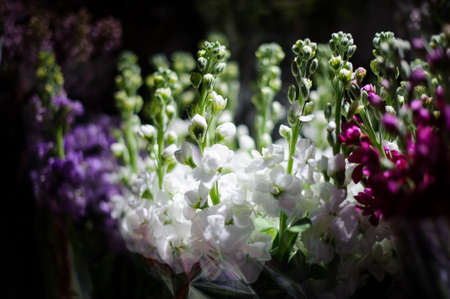 Macrophotography of tender white, purple and lilac flowers with unopened buds in a flower shopの写真素材
