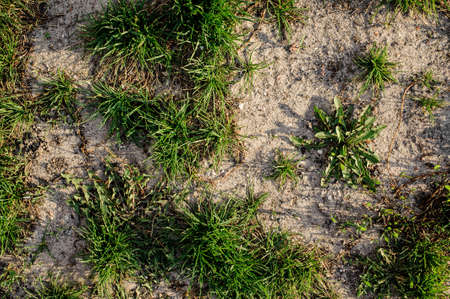 Close up macrophotograpy texture background of fresh and bright green grass on the sandy groundの写真素材