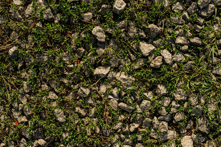 Grey stones among the green grass in the wild nature
