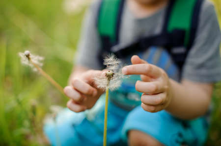Little boy with a backpack sitting in the grass and touching a white dandelion on spring dayの写真素材