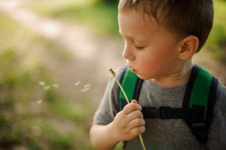 Cute little boy with a backpack blowing a white dandelion walking in the garden on sunny dayの写真素材