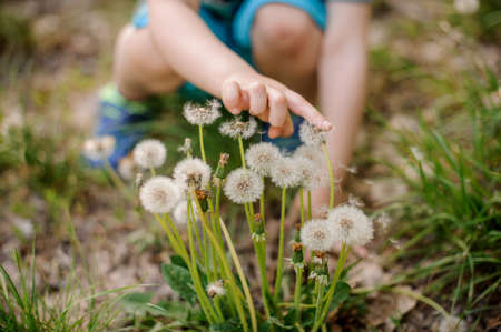 Little child hand touching white dandelion flowers walking in the park on a spring dayの写真素材