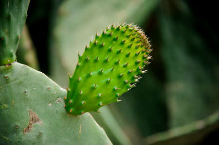 Big succucent green cactus leaf with the new leaf on iton the blurred background in the natural conditionsの写真素材