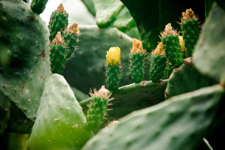 Big succucent green cactus leaves with the new small yellow flowering cactus on the blurred background in the natural conditionsの写真素材