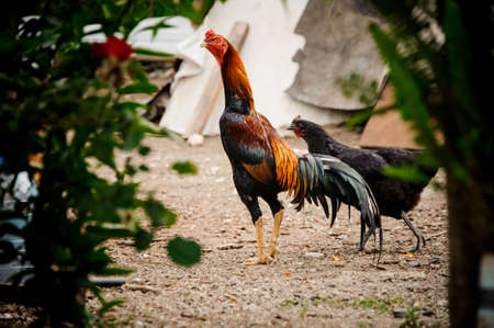 Cock and chicken in the domestic yard on the blurred foreground of a green plantsの写真素材