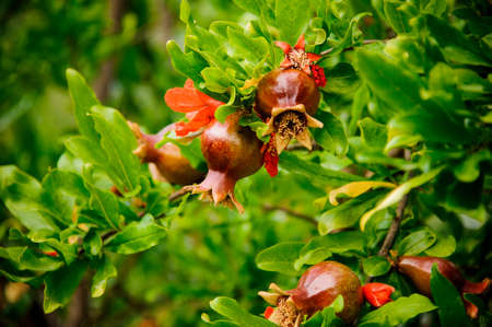 Amazingly beautiful branch of a green plant with an orange flower and a pomegranate on the blurred backgroundの写真素材