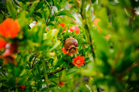 Amazingly beautiful branch of a green plant with an orange flower on the blurred background in a natural conditionsの写真素材