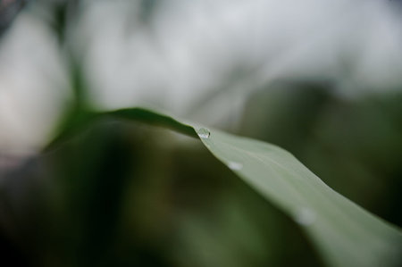 Leaf of a green tropical plant with dew drops on it on the blurred background in a natural...
