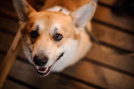 Portrait of happy young welsh corgi looking in camera standing on the blurred wooden boardsの写真素材