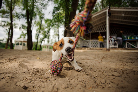 Cute dog biting the colorful rope on the beach on the blurred background on summerhouse and treesの写真素材