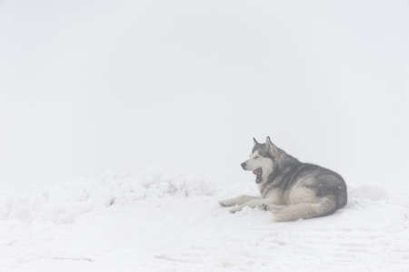 big fluffy malamute dog yawns, lying on the snow in the mountains during a snowfallの写真素材