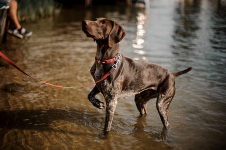 Cute brown dog with a red collar standing in the water and looking up with big brown eyesの写真素材