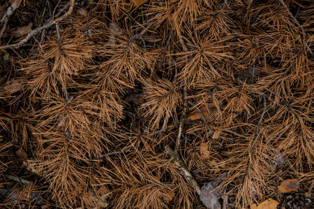 Textured background of the fall forest floor of dry pine branches and cones. Beginning of autumnの写真素材