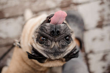 Cute adorable puppy looking up at the camera on the blurred background of wooden floorの写真素材