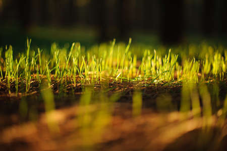 GRAN CANARIA,SPAIN - Little young green grass growing through the old plantsの写真素材