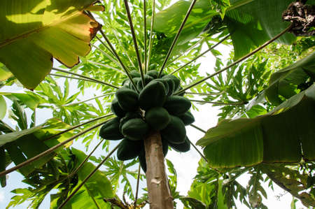 Green papaya on a palm on the plantation in Gran Canaria island, Spainの写真素材