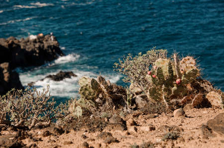 Beautiful blooming cacti in the background of stormy seaの写真素材