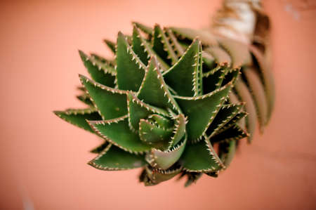 Juicy spiky aloe vera plant in a pot isolated in pink backgroundの写真素材