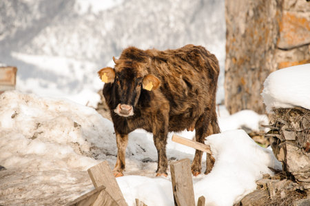 Alone brown cow standing outside in winter