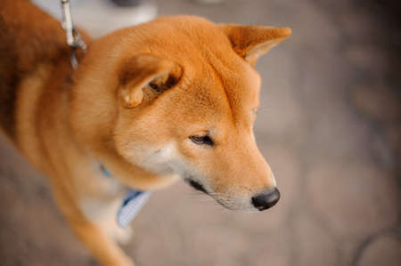 Cute ginger Shiba Inu in the blue butterfly on the leashの写真素材