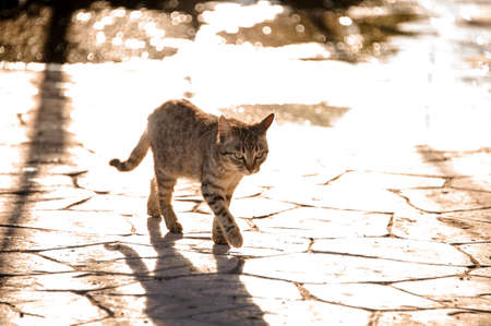 Homeless cat walking around outdoors on a sunny dayの写真素材