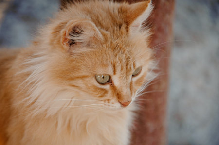 Portrait of a curious, fluffy ginger kitten