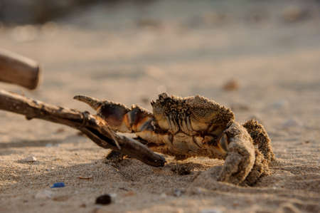 Little crab on the sand beach fights stick with its clawsの写真素材