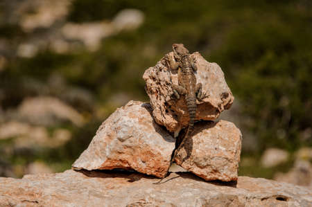 Close shot of wild small reptile on the rocks with blurred backgroundの写真素材