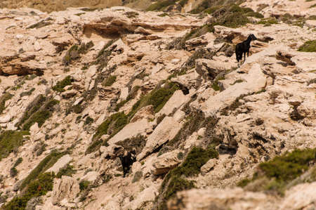Two goats at rocky ground from aboveの写真素材