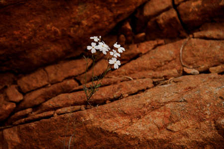 White color plant growing from the inside of brown rockの写真素材