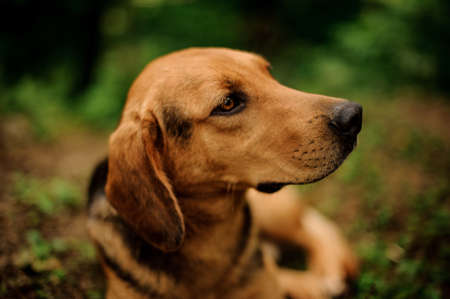Close up face brown ginger dog looking at the sideの写真素材