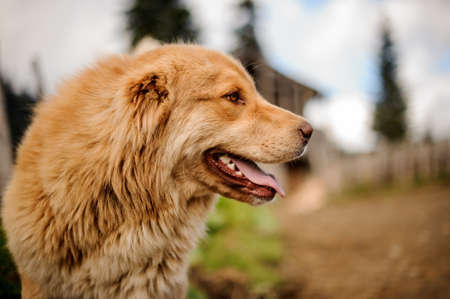 Ginger dog looking at the side on the streetの写真素材