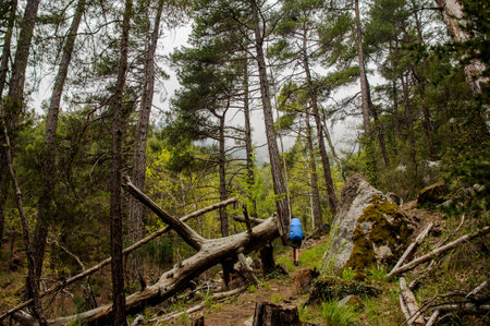 Female hiker with backpack goes through forest