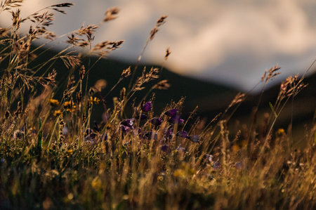 Close up background of the dry spikelets on the field in the blurred background