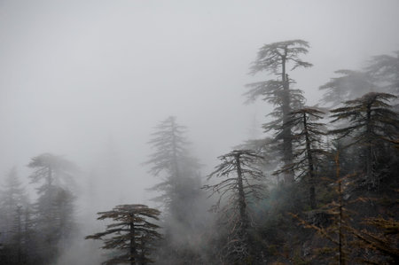 Landscape of the trees covered by white fog