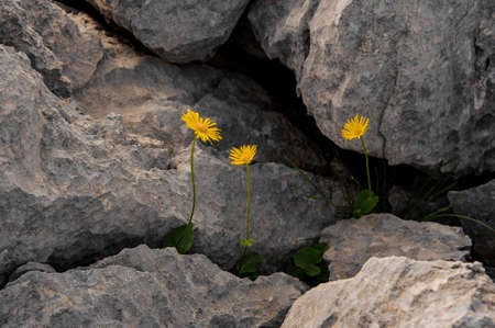 Three yellow flowers growing inside the rockの写真素材