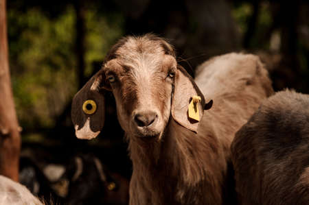 Close up goat with chips in the ears looking at the cameraの写真素材