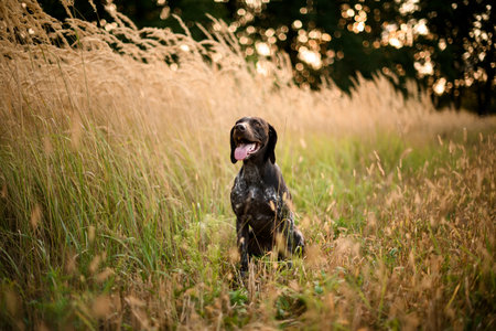 Dark brown dog sitting among the gold spikelets looking up sticking out his tongue