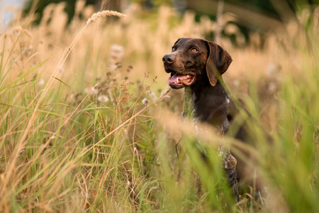 Dark brown dog standing among the gold spikelets sticking out his tongue