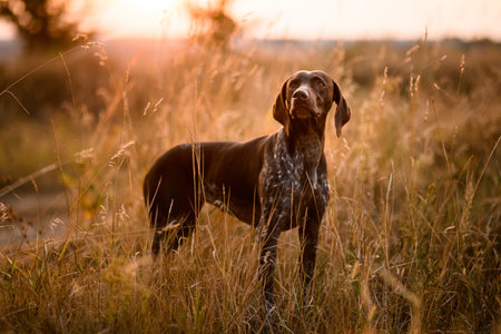 Brown dog standing among dry grass in the field